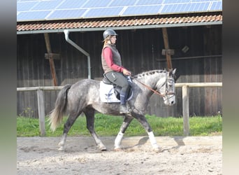 Más ponis/caballos pequeños, Caballo castrado, 6 años, 143 cm, Tordo