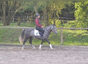 Más ponis/caballos pequeños, Caballo castrado, 6 años, 143 cm, Tordo