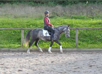 Más ponis/caballos pequeños, Caballo castrado, 6 años, 143 cm, Tordo