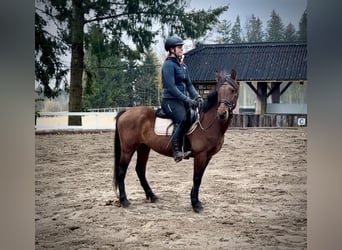 Más ponis/caballos pequeños, Caballo castrado, 6 años, 145 cm, Castaño