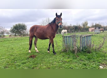 Más ponis/caballos pequeños Mestizo, Caballo castrado, 6 años, 145 cm, Castaño