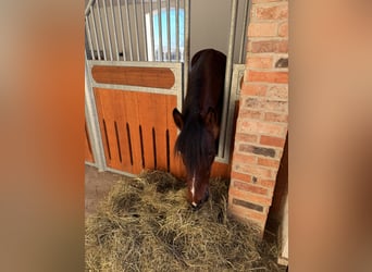 Más ponis/caballos pequeños Mestizo, Caballo castrado, 6 años, 145 cm, Castaño