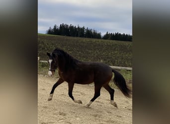 Más ponis/caballos pequeños, Caballo castrado, 6 años, 145 cm, Castaño oscuro