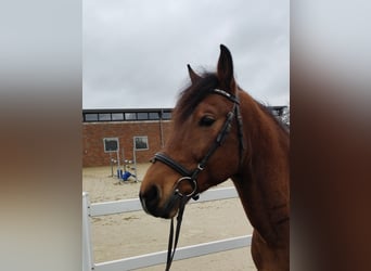 Más ponis/caballos pequeños, Caballo castrado, 6 años, 146 cm, Castaño