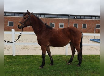 Más ponis/caballos pequeños, Caballo castrado, 6 años, 146 cm, Castaño