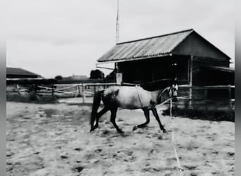 Más ponis/caballos pequeños, Caballo castrado, 6 años, 147 cm, Tordo