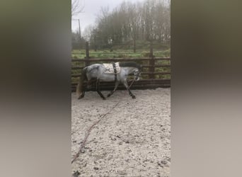 Más ponis/caballos pequeños, Caballo castrado, 6 años, 147 cm, Tordo