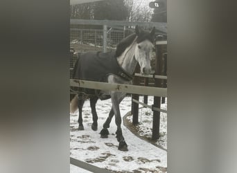 Más ponis/caballos pequeños, Caballo castrado, 6 años, 147 cm, Tordo