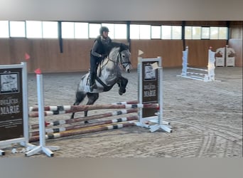 Más ponis/caballos pequeños, Caballo castrado, 6 años, 147 cm, Tordo