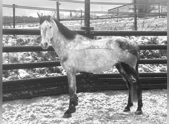 Más ponis/caballos pequeños, Caballo castrado, 6 años, 147 cm, Tordo