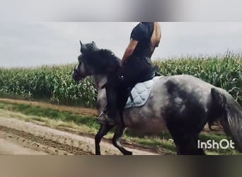 Más ponis/caballos pequeños, Caballo castrado, 6 años, 147 cm, Tordo