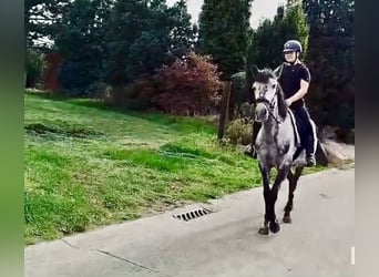 Más ponis/caballos pequeños, Caballo castrado, 6 años, 147 cm, Tordo