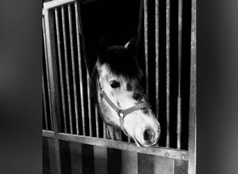 Más ponis/caballos pequeños, Caballo castrado, 6 años, 147 cm, Tordo