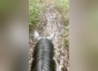 Más ponis/caballos pequeños, Caballo castrado, 6 años, 147 cm, Tordo