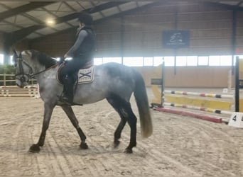 Más ponis/caballos pequeños, Caballo castrado, 6 años, 147 cm, Tordo