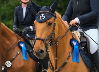 Más ponis/caballos pequeños Mestizo, Caballo castrado, 6 años, 148 cm, Alazán