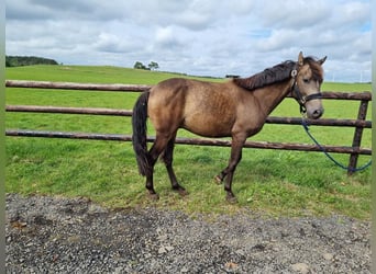 Más ponis/caballos pequeños, Caballo castrado, 6 años, 148 cm, Buckskin/Bayo