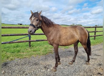 Más ponis/caballos pequeños, Caballo castrado, 6 años, 148 cm, Buckskin/Bayo