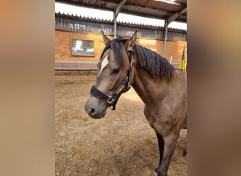 Más ponis/caballos pequeños, Caballo castrado, 6 años, 148 cm, Buckskin/Bayo