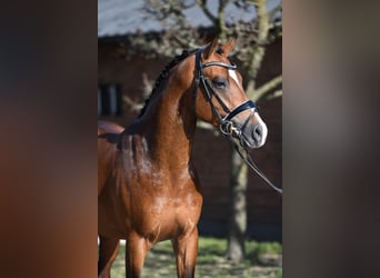 Más ponis/caballos pequeños, Caballo castrado, 6 años, 148 cm, Castaño