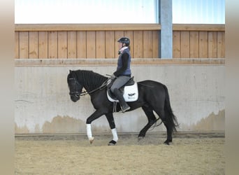 Más ponis/caballos pequeños, Caballo castrado, 6 años, 148 cm, Negro