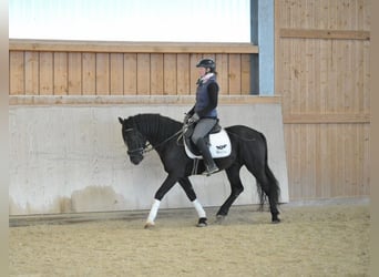 Más ponis/caballos pequeños, Caballo castrado, 6 años, 148 cm, Negro