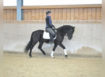 Más ponis/caballos pequeños, Caballo castrado, 6 años, 148 cm, Negro