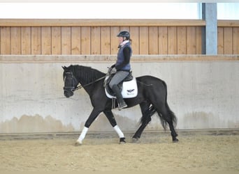 Más ponis/caballos pequeños, Caballo castrado, 6 años, 148 cm, Negro