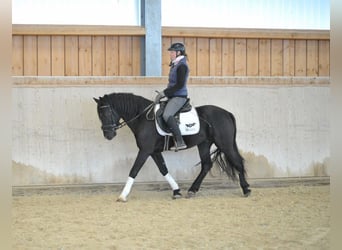 Más ponis/caballos pequeños, Caballo castrado, 6 años, 148 cm, Negro