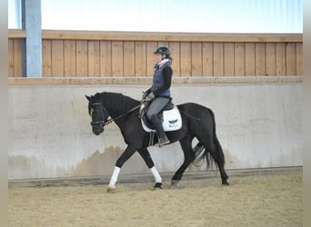 Más ponis/caballos pequeños, Caballo castrado, 6 años, 148 cm, Negro