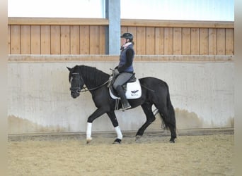 Más ponis/caballos pequeños, Caballo castrado, 6 años, 148 cm, Negro