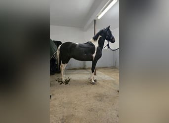 Más ponis/caballos pequeños Mestizo, Caballo castrado, 6 años, 148 cm, Pío