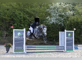 Más ponis/caballos pequeños Mestizo, Caballo castrado, 6 años, 148 cm, Tordo rodado