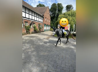 Más ponis/caballos pequeños Mestizo, Caballo castrado, 6 años, 148 cm, Tordo rodado