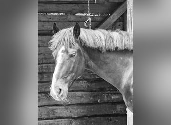 Más ponis/caballos pequeños, Caballo castrado, 6 años, 150 cm, Morcillo