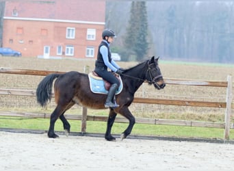 Más ponis/caballos pequeños, Caballo castrado, 6 años, 151 cm, Castaño