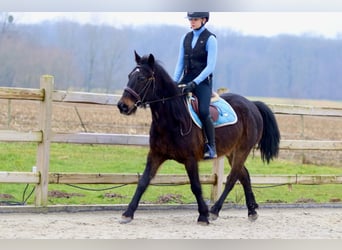 Más ponis/caballos pequeños, Caballo castrado, 6 años, 151 cm, Castaño