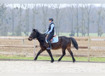 Más ponis/caballos pequeños, Caballo castrado, 6 años, 151 cm, Castaño