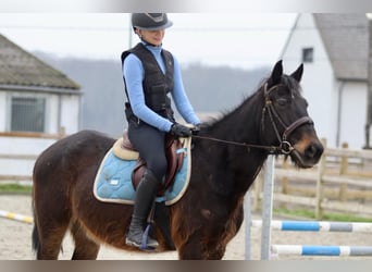 Más ponis/caballos pequeños, Caballo castrado, 6 años, 151 cm, Castaño