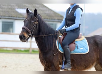 Más ponis/caballos pequeños, Caballo castrado, 6 años, 151 cm, Castaño