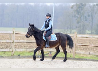 Más ponis/caballos pequeños, Caballo castrado, 6 años, 151 cm, Castaño