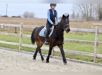 Más ponis/caballos pequeños, Caballo castrado, 6 años, 151 cm, Castaño