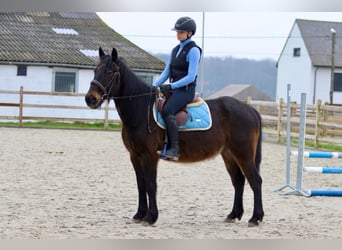 Más ponis/caballos pequeños, Caballo castrado, 6 años, 151 cm, Castaño