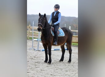 Más ponis/caballos pequeños, Caballo castrado, 6 años, 151 cm, Castaño