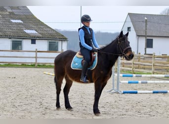 Más ponis/caballos pequeños, Caballo castrado, 6 años, 151 cm, Castaño