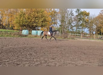 Más ponis/caballos pequeños, Caballo castrado, 6 años, 151 cm, Tordillo negro