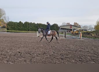 Más ponis/caballos pequeños, Caballo castrado, 6 años, 151 cm, Tordillo negro