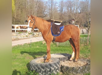 Más ponis/caballos pequeños, Caballo castrado, 6 años, 152 cm, Alazán