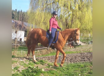 Más ponis/caballos pequeños, Caballo castrado, 6 años, 152 cm, Alazán