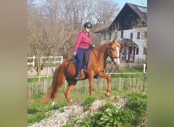 Más ponis/caballos pequeños, Caballo castrado, 6 años, 152 cm, Alazán